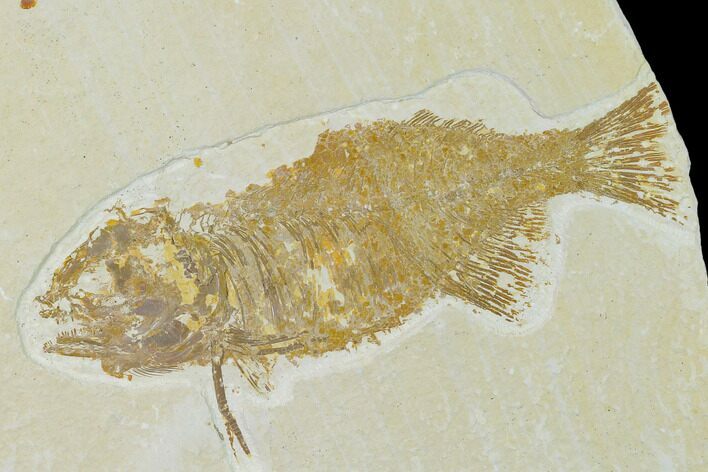 Bargain Phareodus Fish Fossil - Uncommon Species - Green River #138699
